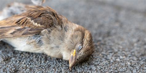 鳥死在窗台